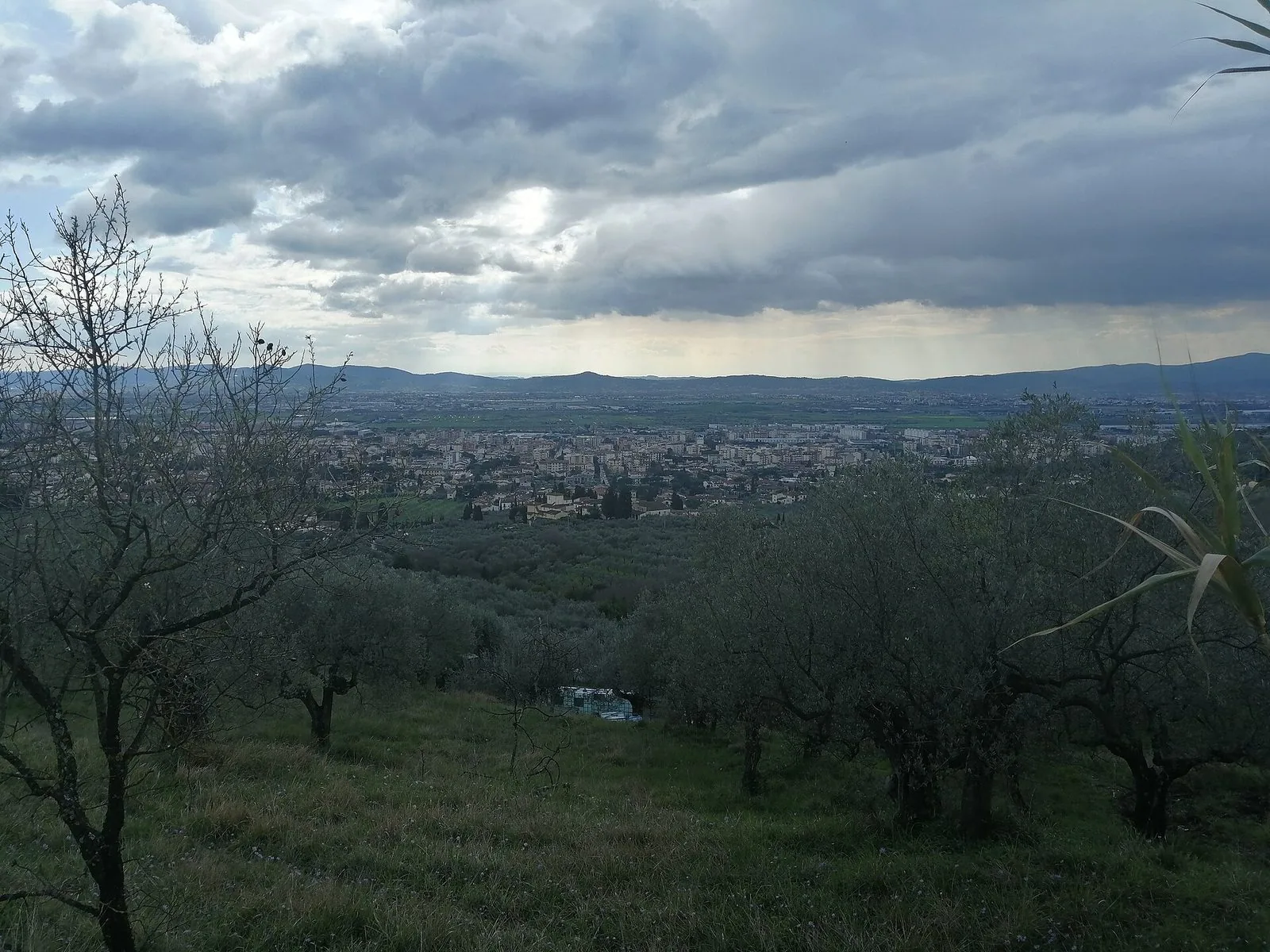 La conca fiorentina vista dagli oliveti sulle pendici del Monte Morello
